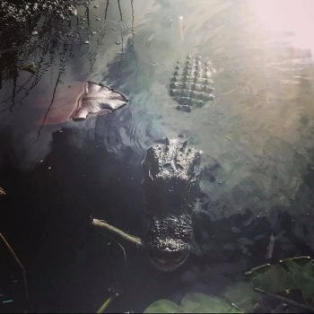 Miami - Everglades 